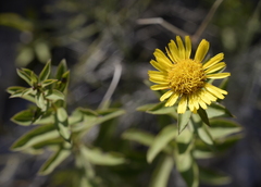 Pentanema spiraeifolium
