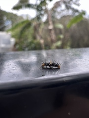 Apolinus lividigaster