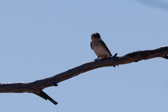 Petrochelidon nigricans