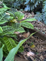 Asbolis capucinus