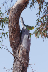 Melopsittacus undulatus