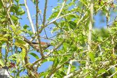 Synallaxis hypospodia