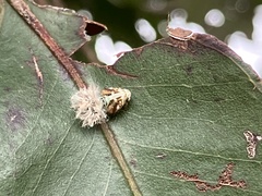 Scolypopa australis