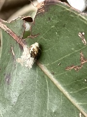 Scolypopa australis