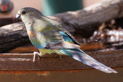 Psephotus varius