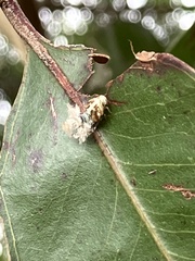 Scolypopa australis