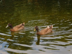 Anas platyrhynchos domesticus