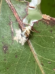 Scolypopa australis