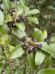 Pittosporum colensoi