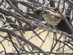 Aphelocephala leucopsis