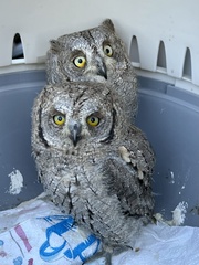 Otus scops