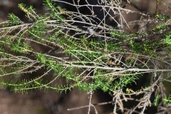 Cassinia sifton