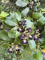 Pittosporum colensoi