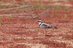 Elseyornis melanops