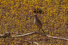 Anthus australis