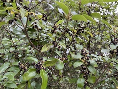 Pittosporum colensoi