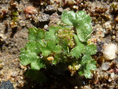 Hydrocotyle callicarpa