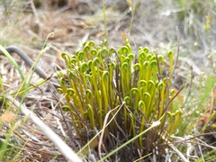Schizaea pectinata