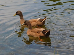 Anas platyrhynchos domesticus