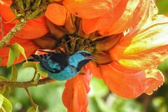 Dacnis cayana