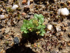 Hydrocotyle callicarpa