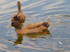 Anas platyrhynchos domesticus