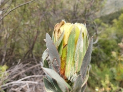 Protea coronata