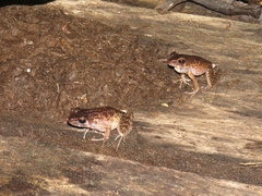 Pulchrana baramica
