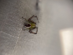 Australomisidia pilula