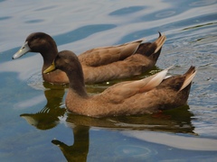 Anas platyrhynchos domesticus