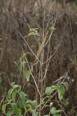 Mentha longifolia