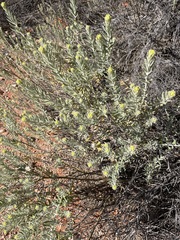 Dicrastylis beveridgei