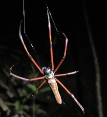 Nephila kuhli