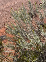 Dicrastylis beveridgei