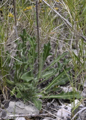 Biscutella laevigata