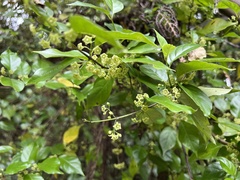 Geniostoma ligustrifolium