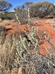 Dicrastylis beveridgei