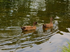 Anas platyrhynchos domesticus