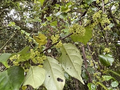 Geniostoma ligustrifolium