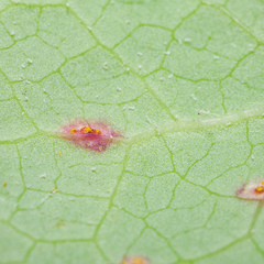 Miyagia pseudosphaeria