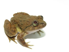 Limnonectes conspicillatus