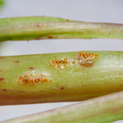 Miyagia pseudosphaeria