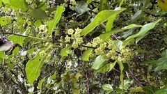 Geniostoma ligustrifolium
