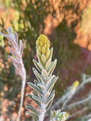 Dicrastylis beveridgei