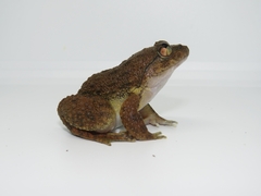 Limnonectes conspicillatus