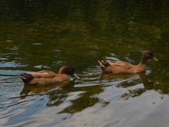 Anas platyrhynchos domesticus