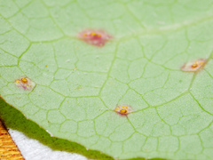 Miyagia pseudosphaeria