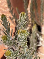 Dicrastylis beveridgei