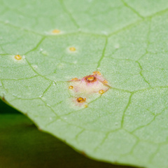 Miyagia pseudosphaeria