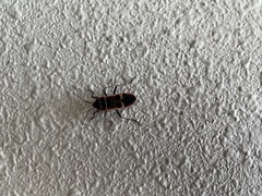 Physopelta gutta gutta